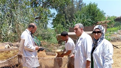 حملات مكثفة لتحصين الماشية ضد الحمى القلاعية وحمى الوادي المتصدع لحماية الثروة الحيوانية