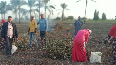 شاهد| نقيب الفلاحين: غياب المرشد الزراعي وتراجع الدعم يؤثران على إنتاجية الفلاح 