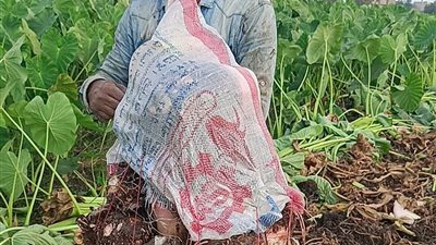 أفراح الحقول.. مزارعو المنوفية يواصلون حصاد القلقاس