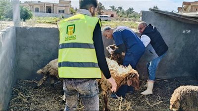 البحوث الزراعية يطلق قوافل بيطرية مجانية بالتعاون مع مؤسسة مصر الخير بشمال سيناء