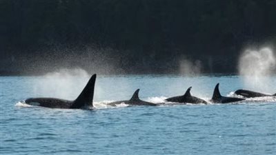 دراسة تكشف أساليب حيتان الأوركا الذكية في الصيد 
