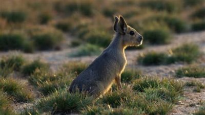 ظهور حيوان منقرض في صحاري دبي يثير الدهشة