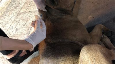 حملات مكثفة لمديرية الطب البيطري لتطعيم كلاب الشوارع  ضد مرض السعار