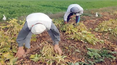 المرشد.. فين؟! 