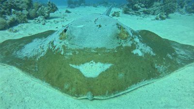 ظهور سمكة نادرة بحجم ضخم بشواطئ الغردقة | صور 