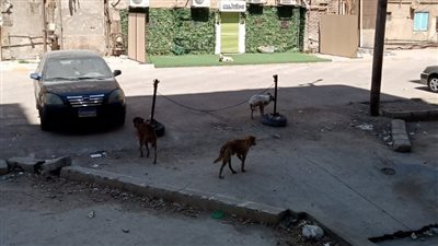 صور|الكلاب الضالة تسيطر على شوارع العاصمة بقنا