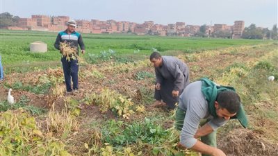 بدء حصاد محصول الفاصوليا البيضاء بالمنوفية|صور 
