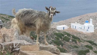 الاستعانة بالماعز لتوقع الكوارث الطبيعية 