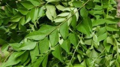 يحمي الكبد .. فوائد مذهلة تناول أوراق شجرة الكاري