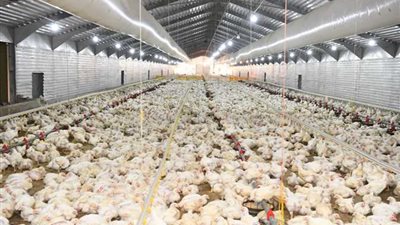 68 جنيهًا للكيلو.. أسعار الدواجن اليوم 2 ديسمبر 2024 