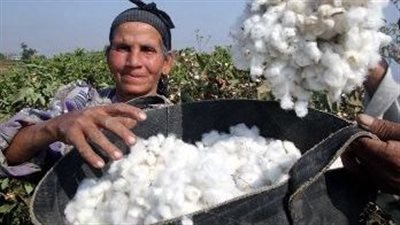 نقيب الفلاحين: توجيهات الرئيس السيسي أحيت زراعة القطن المصري