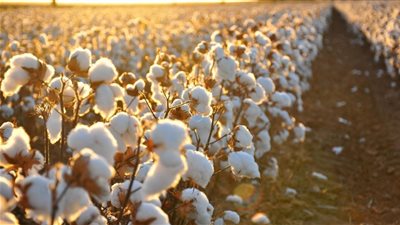   نقيب الفلاحين: ينفى تراجع مساحات زراعة القطن بمصر