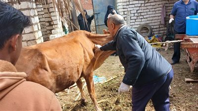 بيطري المنيا: تحصين أكثر من 84 ألف رأس ماشية ضد الحمي القلاعية