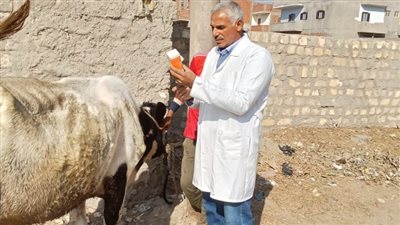 بيطري الزقازيق يوجه قافلة مجانية لقرية الغوارنة