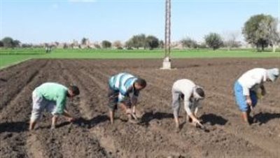 إرشادات زراعة القمح في الأجواء الباردة.. نصائح هامة من مركز معلومات المناخ