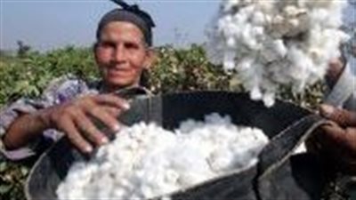 نقيب الفلاحين: الحكومة أوفت بوعدها وحلّت أزمة القطن