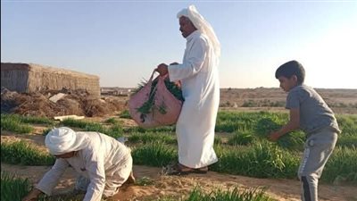 زراعة 70 فدانًا بمحاصيل متنوعة بشمال سيناء 