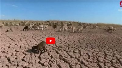 مواجهة الجفاف والتصحر على طاولة «كوب 16» في الرياض