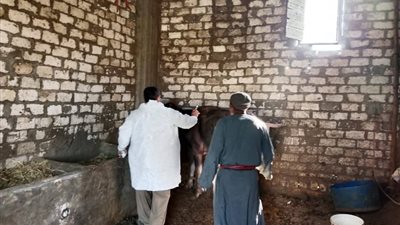 بيطري المنوفية تنظم قافلة علاجية مجانية لفحص الماشية