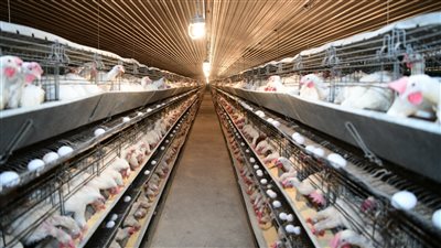 طرح 5 آلاف دجاجة بأسواق قنا