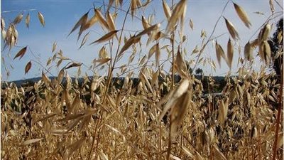 البحوث الزراعية ينظم برنامج تدريبي حول مكافحة الحشائش في محصول القمح