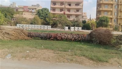 المدينة الصناعية على شفا كارثة بيئية: إزالة الأشجار في العاشر تثير الغضب