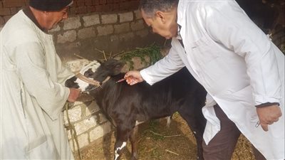 تحصين 98326 رأس ماشية ضد مرضي الحمى القلاعية والوادي المتصدع بالفيوم 