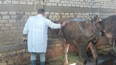 الدقهلية: تحصين أكثر من 173 ألف رأس ماشية ضد الحمى القلاعية 