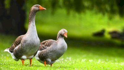 باحثون يكتشفون مركب مضاد للسرطان في فضلات الإوز