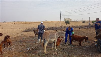 البحوث الزراعية ينظم قافلة بيطرية مجانية لدعم مربي الماشية بشمال سيناء
