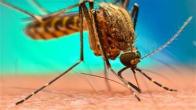 تطوير لقاح واعد ضد الملاريا باستخدام البعوض (تفاصيل)