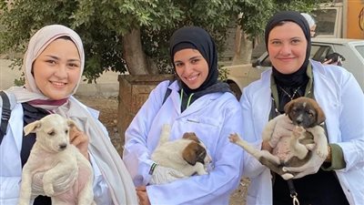 الجامعة المصرية الصينية تطلق حملة لإنقاذ حيوانات الشوارع