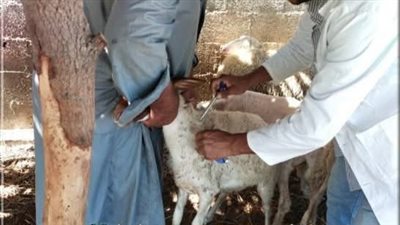 تنظيم قافلة بيطرية مجانية لدعم مربي الماشية في شمال سيناء