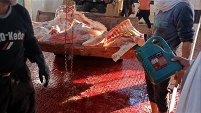 إعدام عجل قبل ذبحه في دمياط 