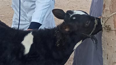 بيطري الزقازيق يوجه قافلة مجانية لقرية أولاد سيف 