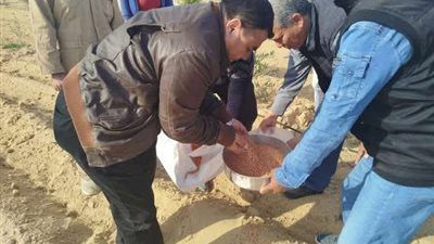 زراعة شمال سيناء تسليم تقاوي القمح للمزارعين