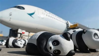 الباندا العملاقة تجتاح شوارع هونج كونج 