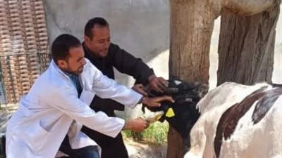 تحصين 525 ألف رأس ماشية ضد الحمى القلاعية والوادي المتصدع بالشرقية 