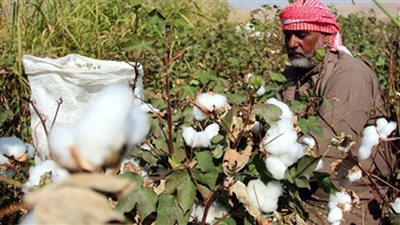 إهانة القطن المصرى مليون قنطار فى العراء لا تجد من يشتريها