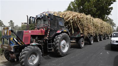 تعاون بين تنمية الصعيد وقنا لإنشاء مجمع إنتاج شتلات قصب السكر