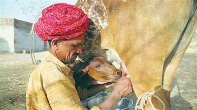 «البروسيلا».. القاتل الصامت