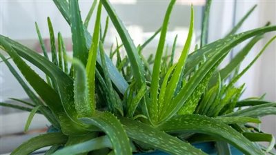 فوائد جل الصبار للبشرة وأفضل الأنواع 