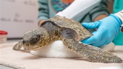 السلاحف البحرية تواجه خطر الموت في ماساتشوستس