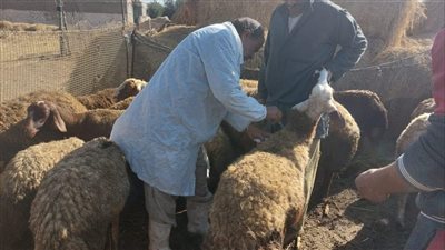 الدقهلية: تحصين أكثر من 203 ألف رأس ماشية ضد الحمى القلاعية