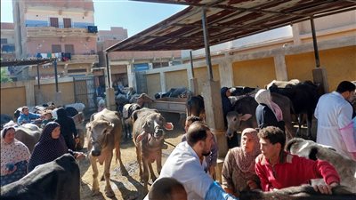 فحص وعلاج 4645 رأس حيوان وماشية في قوافل بيطرية مجانية بسوهاج والمنوفية 