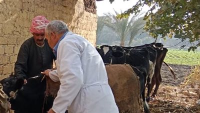 بيطري المنيا: تحصين 152 ألف رأس ماشية 