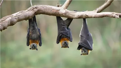 مصدره الخفافيش.. مرض مميت يُثير الرعب بين سكان ولاية أسترالية