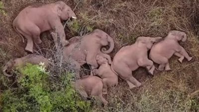بعد 4 سنوات.. الكشف عن سر النفوق الجماعي للأفيال في بوتسوانا
