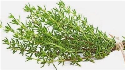 شمال سيناء: زراعة الزعتر في المناطق الصحراوية 