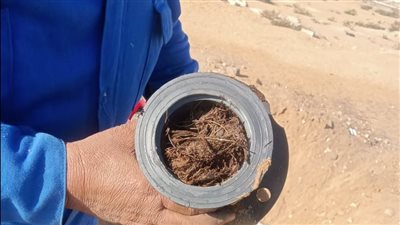 رئيس مياه القناة: استخراج جذور الأشجار من شبكات قرية جلبانة بالقنطرة شرق